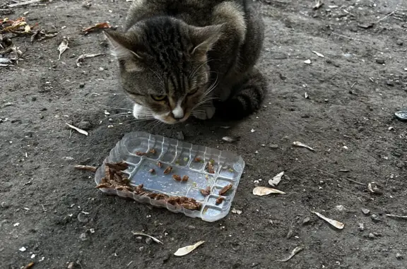 Молодая ласковая кошка на Новороссийской ул., 16, Москва