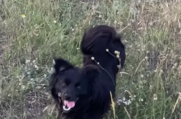 Пропала собака Блэк, Качинский округ, Севастополь