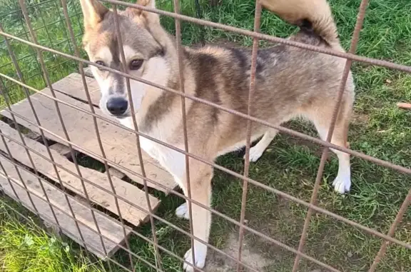 Найдена собака в Троице-Лыково, Москва