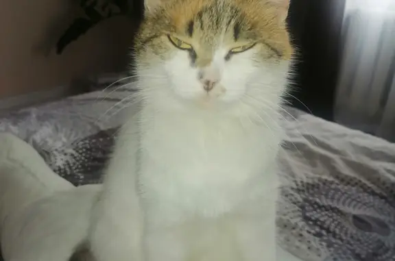 Пропала кошка Кошечка, белая шерсть, Линёво, Новосибирская обл.