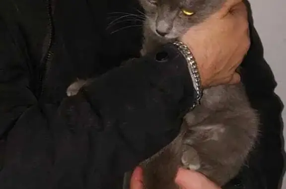 Найдена ласковая кошка на пр. Ленина, 31А, Электросталь
