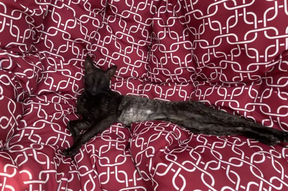 Пропала кошка Черный кот Корниш-Рекс, Речная ул., 3, Великий Новгород