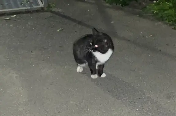 Найдена кошка на Комсомольском проспекте, 15