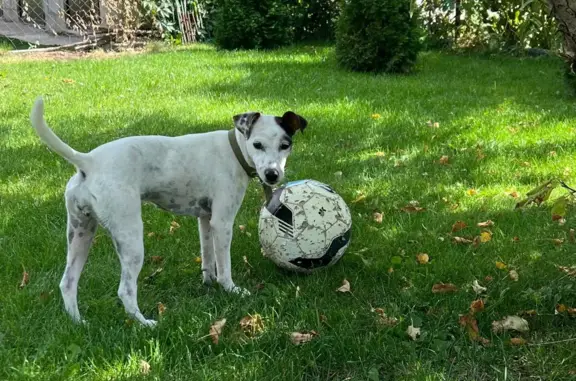 Найдена собака Помесь Джек Рассел терьер, белая с коричневыми пятнами, СНТ Орошенец, Волгоград