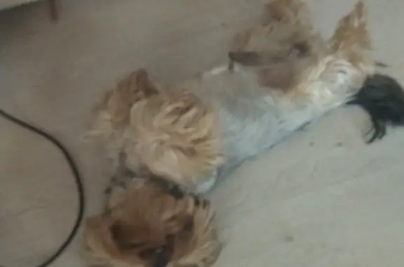 Объявления о пропавших и найденных животных, Волгоград, фото: Пропала собака Йорк на Лазурной ул., Волгоград