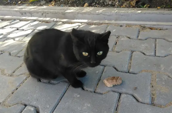 Потерянная кошка на ул. Ленина, 46, Хабаровск