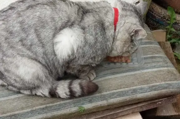 Найден кот с колокольчиком на ул. Говорова, 6, Томск
