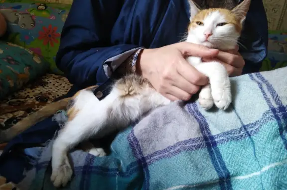 Найдена трехцветная кошка в Новокузнецке