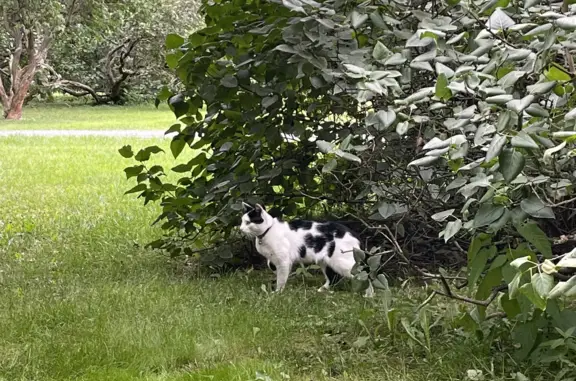 Найдена кошка в сиреневом саду, Щелковское шоссе