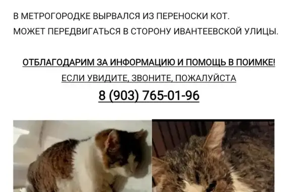 Кошки потеряшки, Москва, фото: Потеряшка кошка: Кот, 19 к1, Москва
