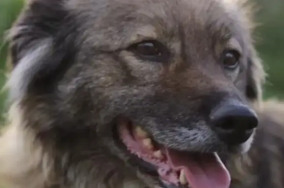 Пропала собака в Черемушках, Алматинская область