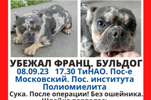 Пропала собака: Французский бульдог, Московский
