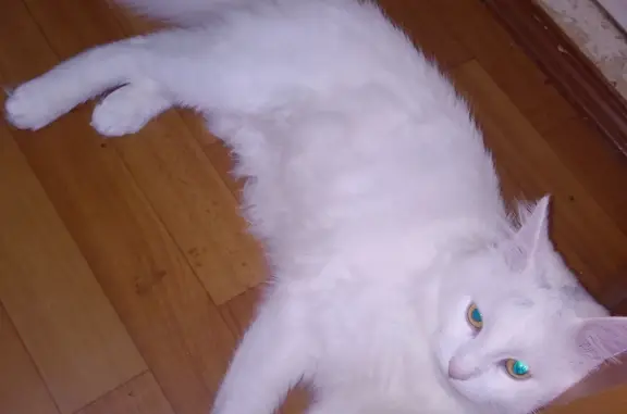 Пропала кошка Кот: Попова, 117, Смоленск