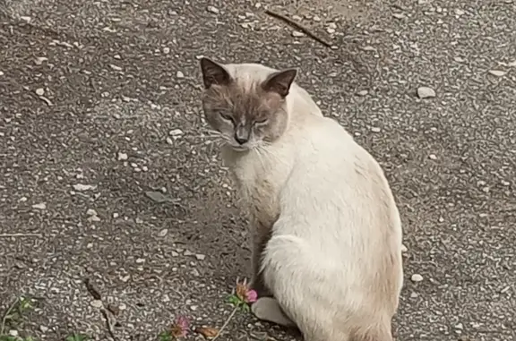 Найдена кошка Мальчик на Карачевской улице, Калуга