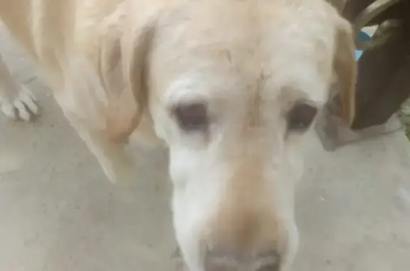 Найдена собака Лабрадор на Северной улице, Краснодар