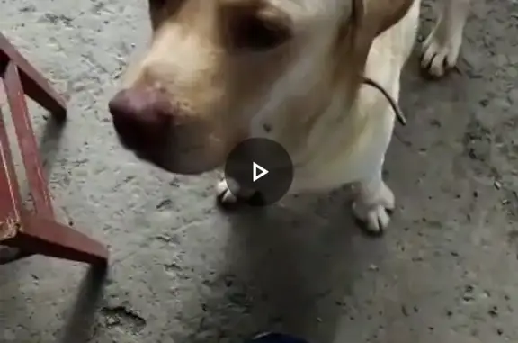Пропала собака Лабрадор окрас палевый, на ул. Цветочная, Барнаул