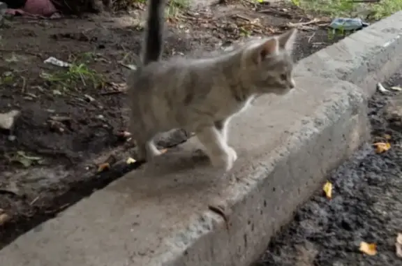 Найдена кошка: ул. Чоппа, 3А, Челябинск