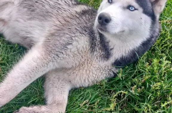 Найдена собака хаски в Барлаке, Новосибирская область