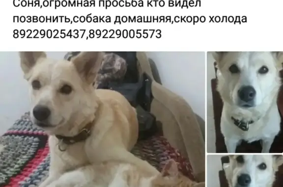 Пропала собака в Среднеивкинском поселении, Кировская обл.