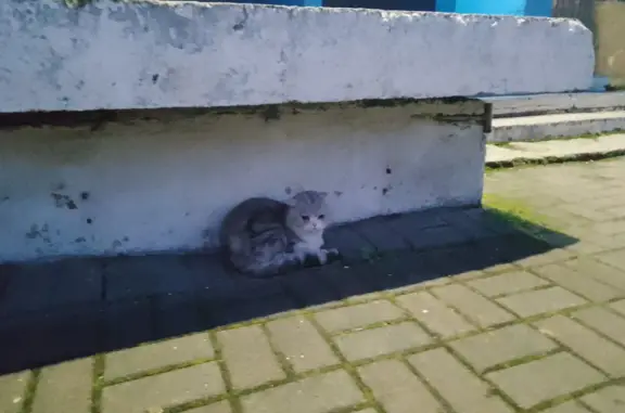 Кошка Пародиста найдена на Комсомольском проспекте, 49