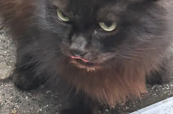 Найдена чёрная кошка на ул. Елькина, Челябинск