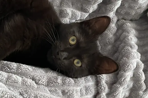 Пропала кошка Клема, ищем в Ильском, Краснодарском крае
