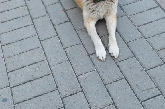 Собака потерялась на Белой улице, 2А, Томск