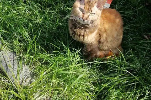 Найдена ласковая кошка на Амурском бульваре, Хабаровск