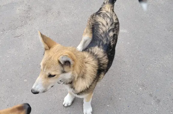 Собака найдена на ул. 12 Сентября, 86, Ульяновск