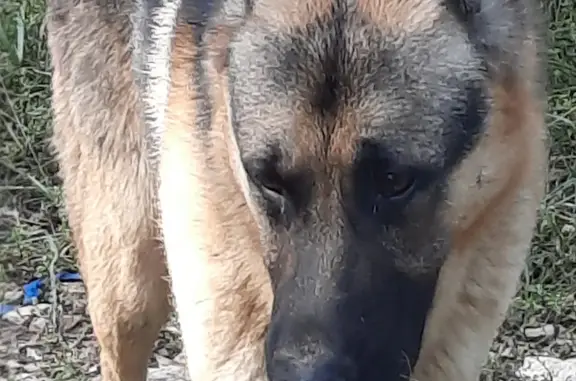 Найдена собака в Саратовской области, усть-курдюм, мальчик восточно-европейской овчарки