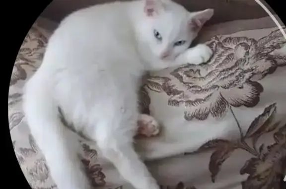 Пропала кошка: белый котёнок, ул. Рокоссовского, 4, Омск