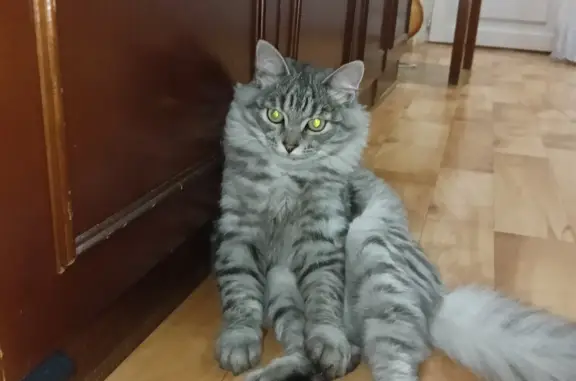 Найдена кошка на Шишкина 15, не воспринимает котика