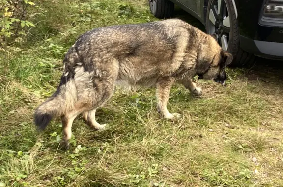 Потрепанный пес в ошейнике ищет приют в Первомайском поселении, Ленинградская область