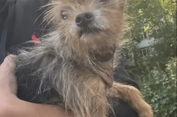 Найдена собака, Санкт-Петербург, фото: Найден кобелек в Купчино, ищем старых хозяев