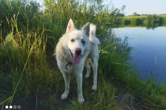 Пропала собака Лайка в Березовке, Нижегородская обл.