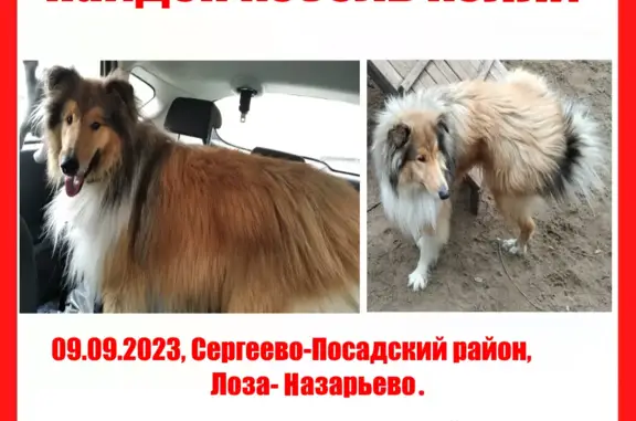 Найдена собака на Ярославском шоссе, Сергиев Посад