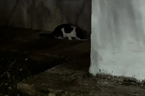 Найдена пугливая кошка в Набережных Челнах
