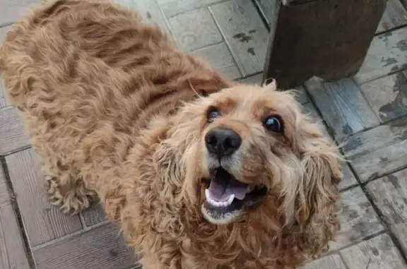 Собака Рыжий кокер спаниель найдена в СДТ Суор, Чувашия