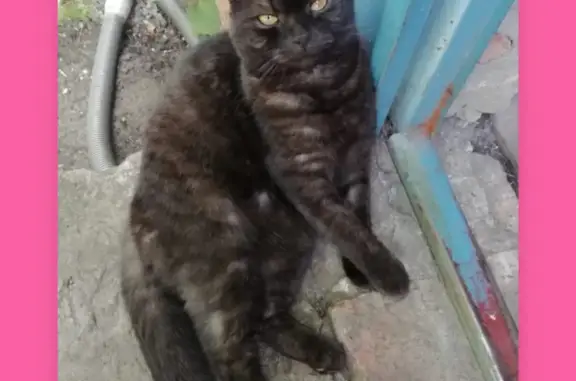 Пропала кошка в Бараново, Курская область