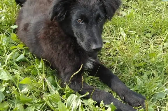 Собаки потеряшки, Москва, фото: Потеряшка собака Щенок, бульвар Яна Райниса, 1, Москва