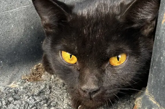 Найден кот с желтыми глазами на ул. Розы Люксембург, 19