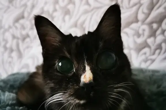 Найдена кошка с травмой глаза! Срочно нужны хозяева! (Уссурийская ул., 11 к3, Москва)