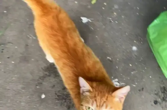 Пропала рыжая кошка в Подновье, Нижегородская область