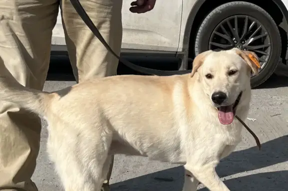 Найдена собака на пл. Ленина, 4А, Воронеж