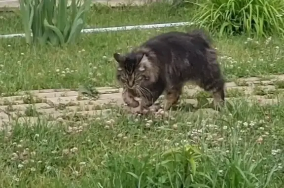 Пропала кошка без хвоста, Московская область