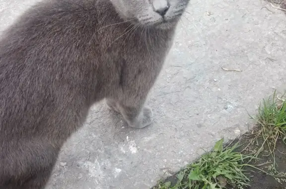 Потерянная кошка на ул. Декабристов, 16А, Искитим