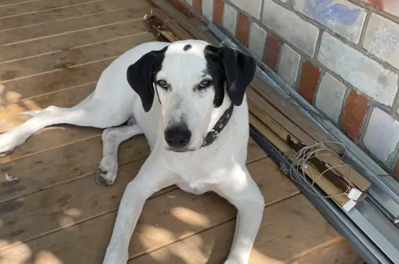 Пропала белая собака в Красноярском сельском поселении, Саратовская область