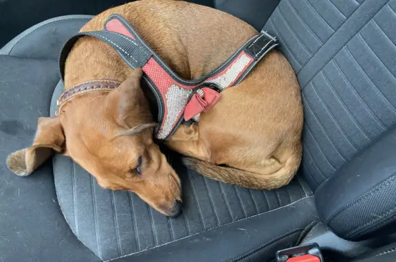 Найдена собака, Санкт-Петербург, фото: Найдена собака Такса на пр. КИМа, СПб