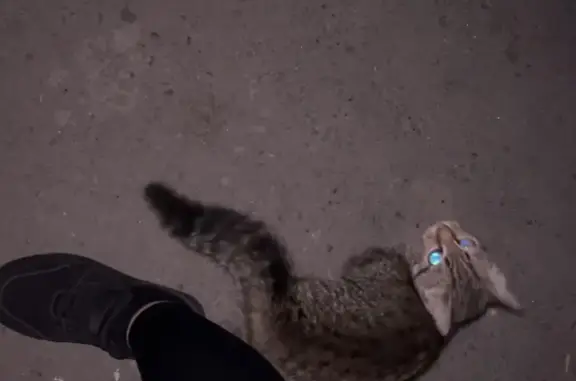 Найден упитанный котенок на ул. Петракова