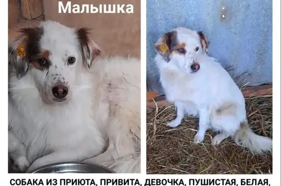 Пропала собака Малышка в Раменском районе Московской области